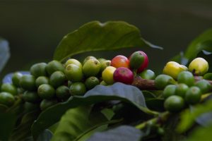 Coffee Cherries