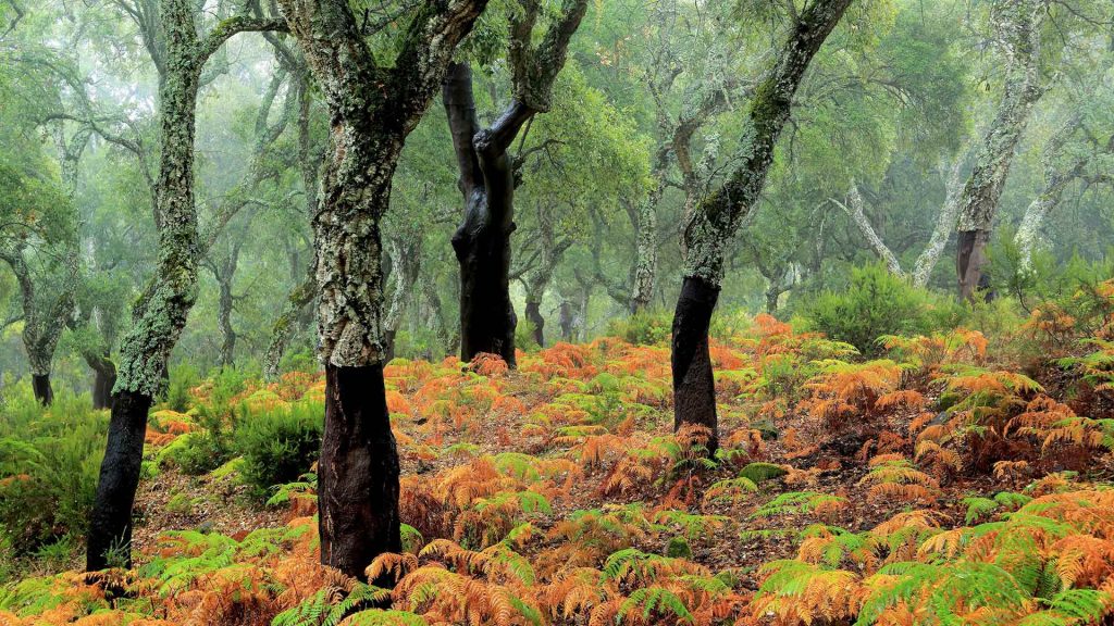 Cork Trees