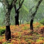 Cork Trees