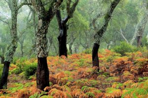 Cork Trees