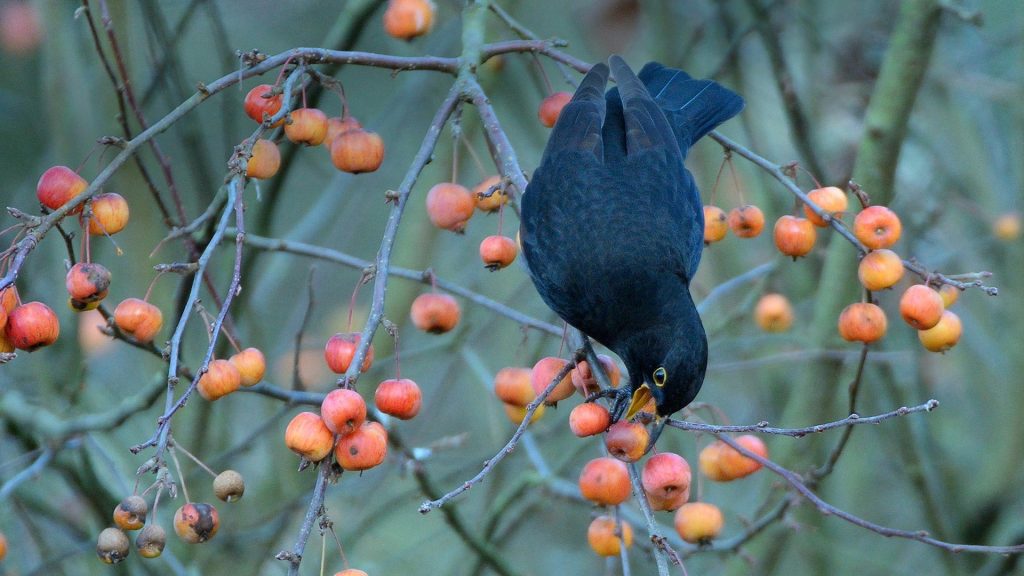 Crab Apple Blackbird