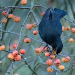 Crab Apple Blackbird