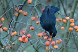 Crab Apple Blackbird