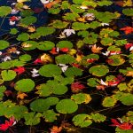 Fall Lily Pads