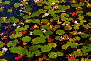 Fall Lily Pads