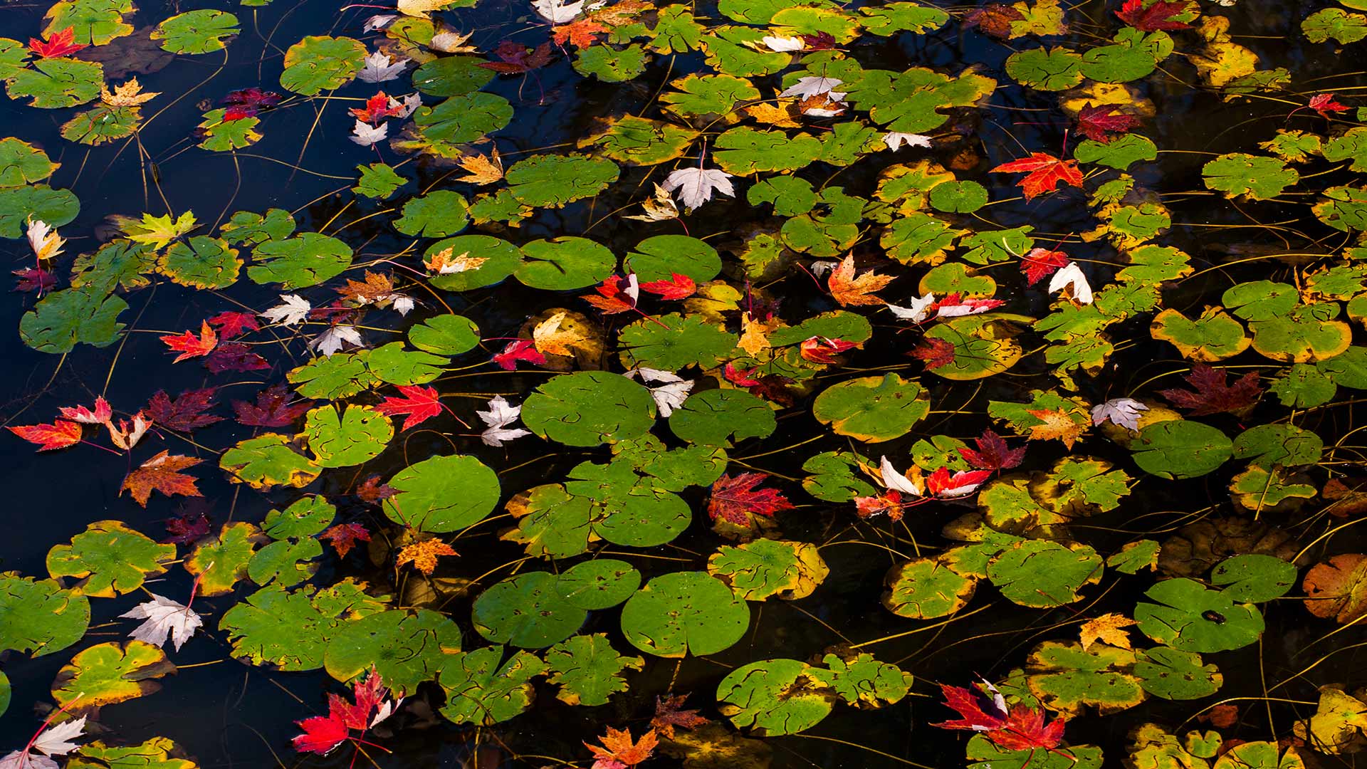 Fall Lily Pads