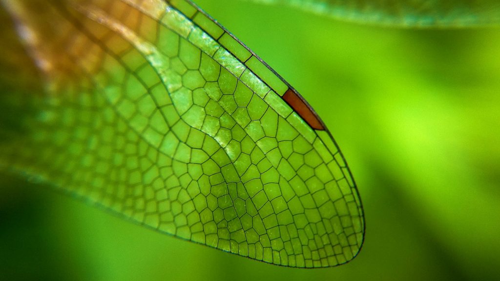 Maldives Dragonfly