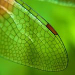 Maldives Dragonfly