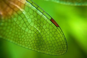 Maldives Dragonfly