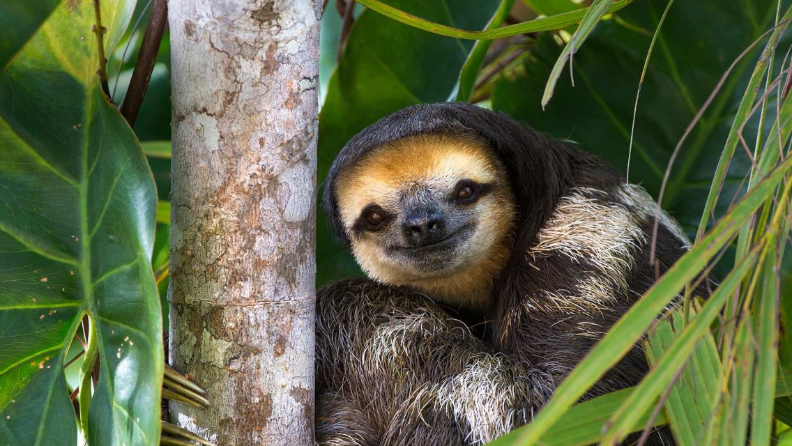 Pale Sloth – Bing Wallpaper Download