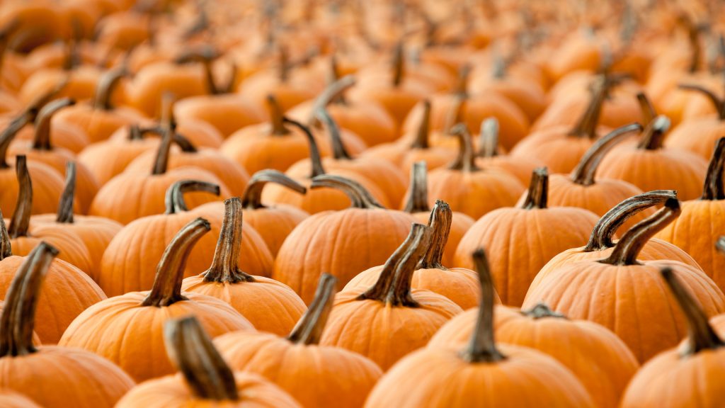 Pumpkin Patch – Bing Wallpaper Download