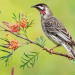 Red Wattlebird