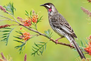 Red Wattlebird