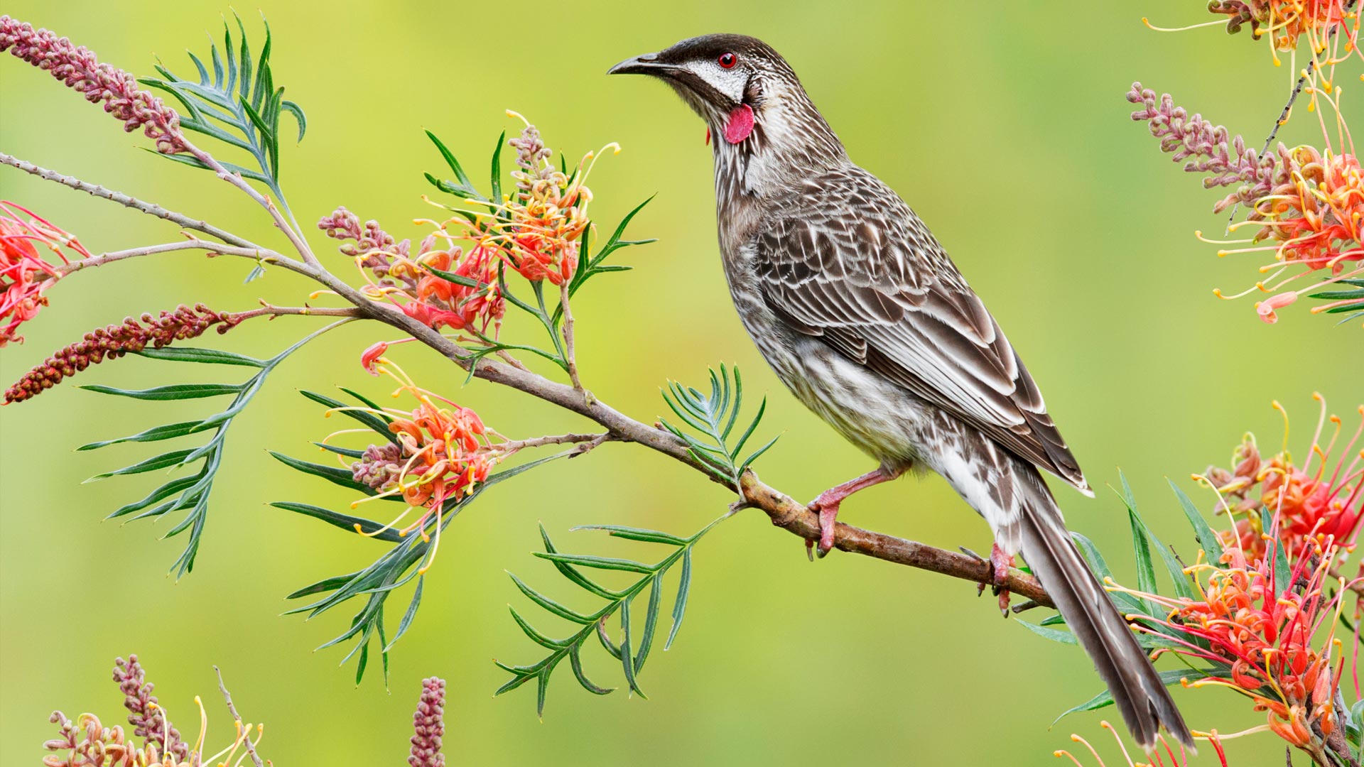 Red Wattlebird