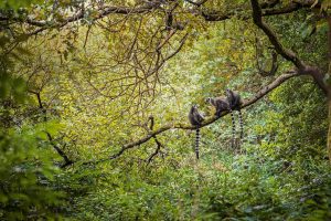 World Lemur Day