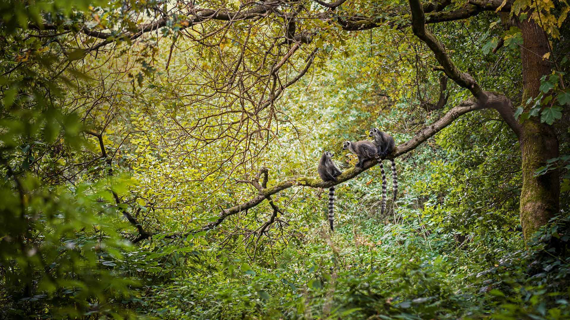 World Lemur Day