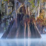 Atchafalaya Cypress