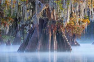 Atchafalaya Cypress