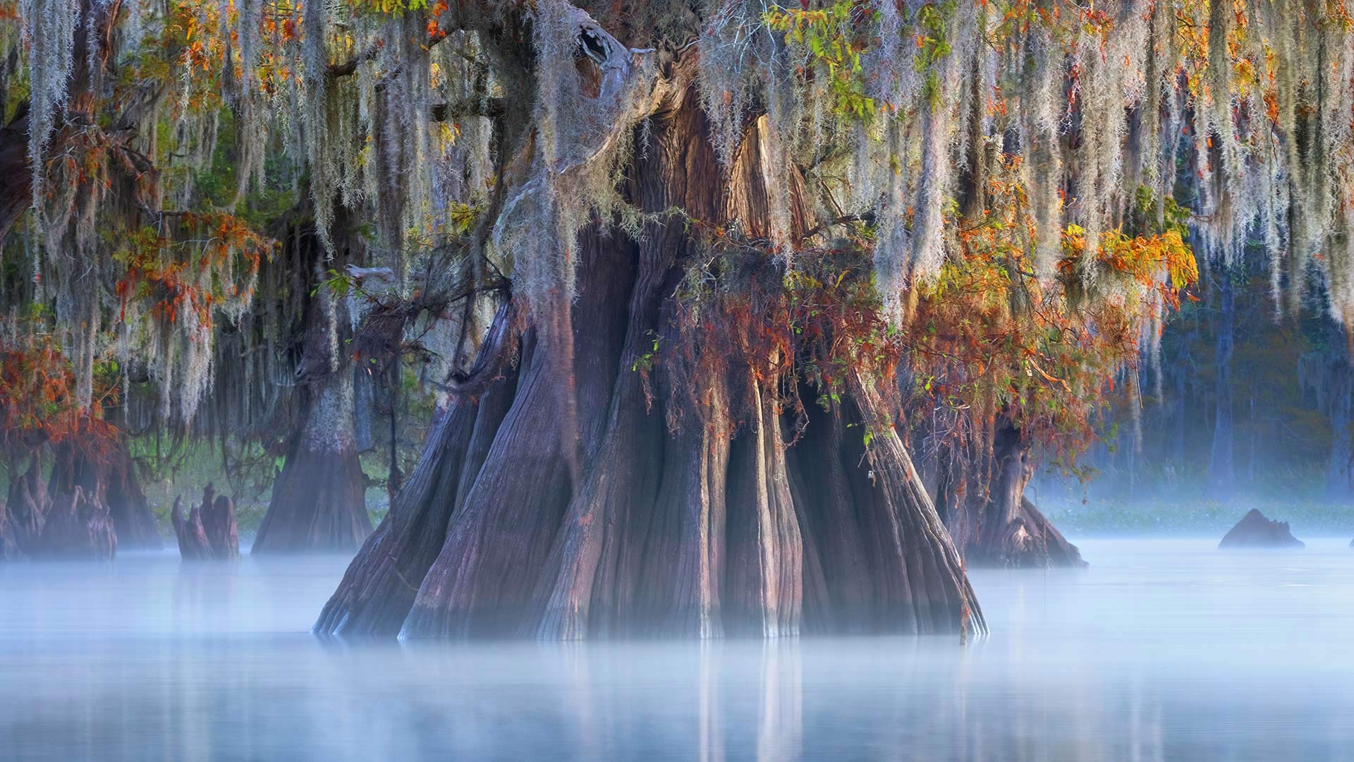 Atchafalaya Cypress