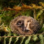 Baby Hedgehog