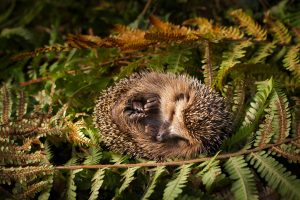 Baby Hedgehog