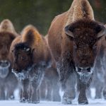 Bison YNP