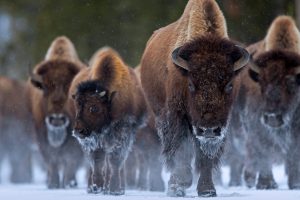 Bison YNP