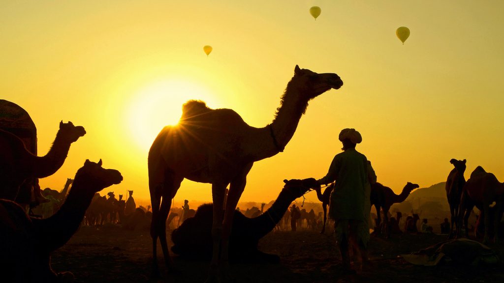 Camels Balloons