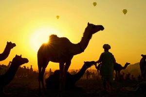 Camels Balloons