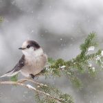 Gray Jay Branch