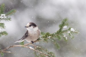 Gray Jay Branch