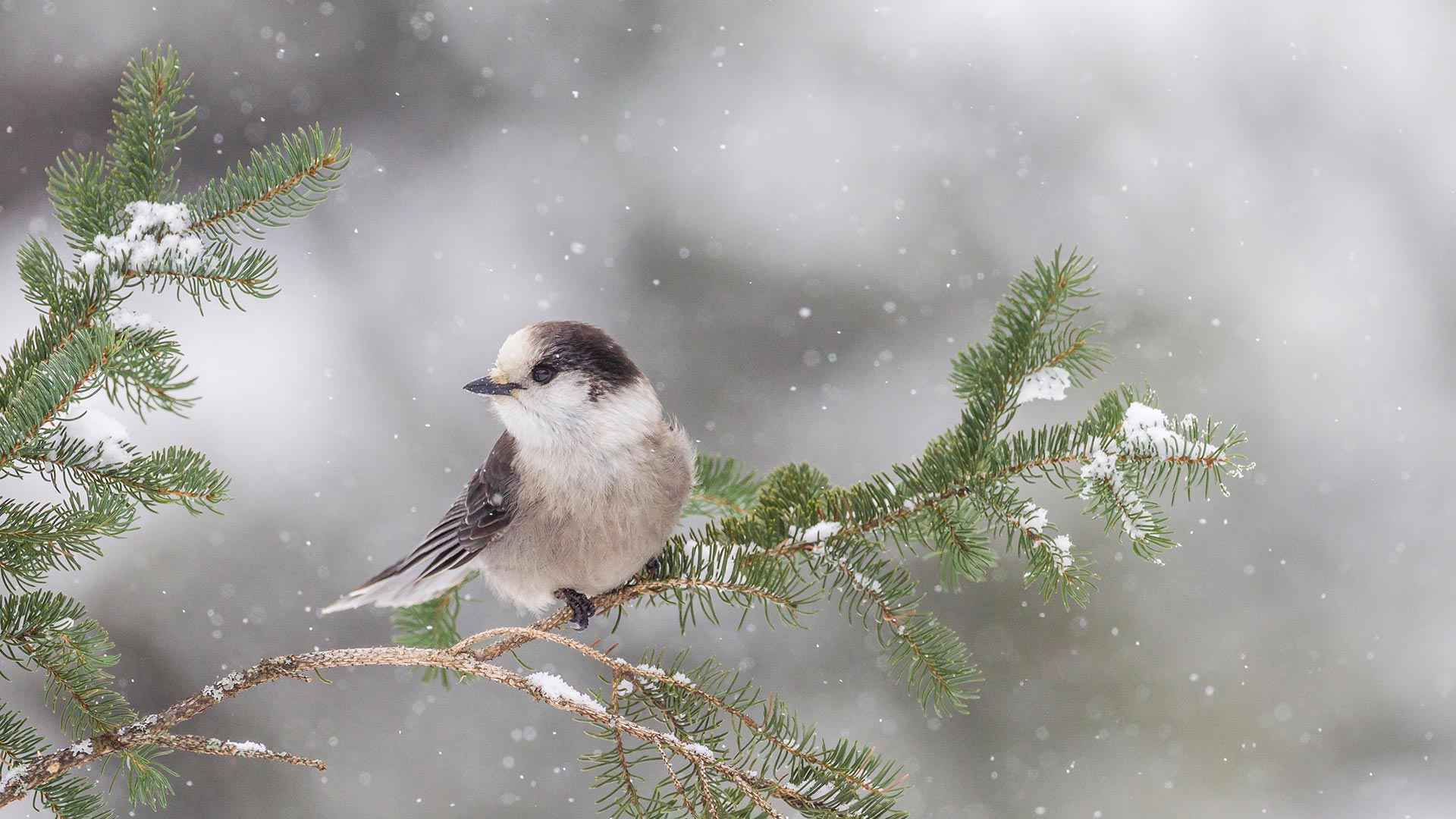 Gray Jay Branch