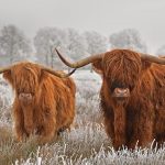 Hairy Highlanders