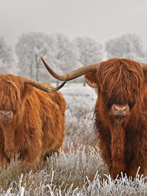 Hairy Highlanders – Bing Wallpaper Download