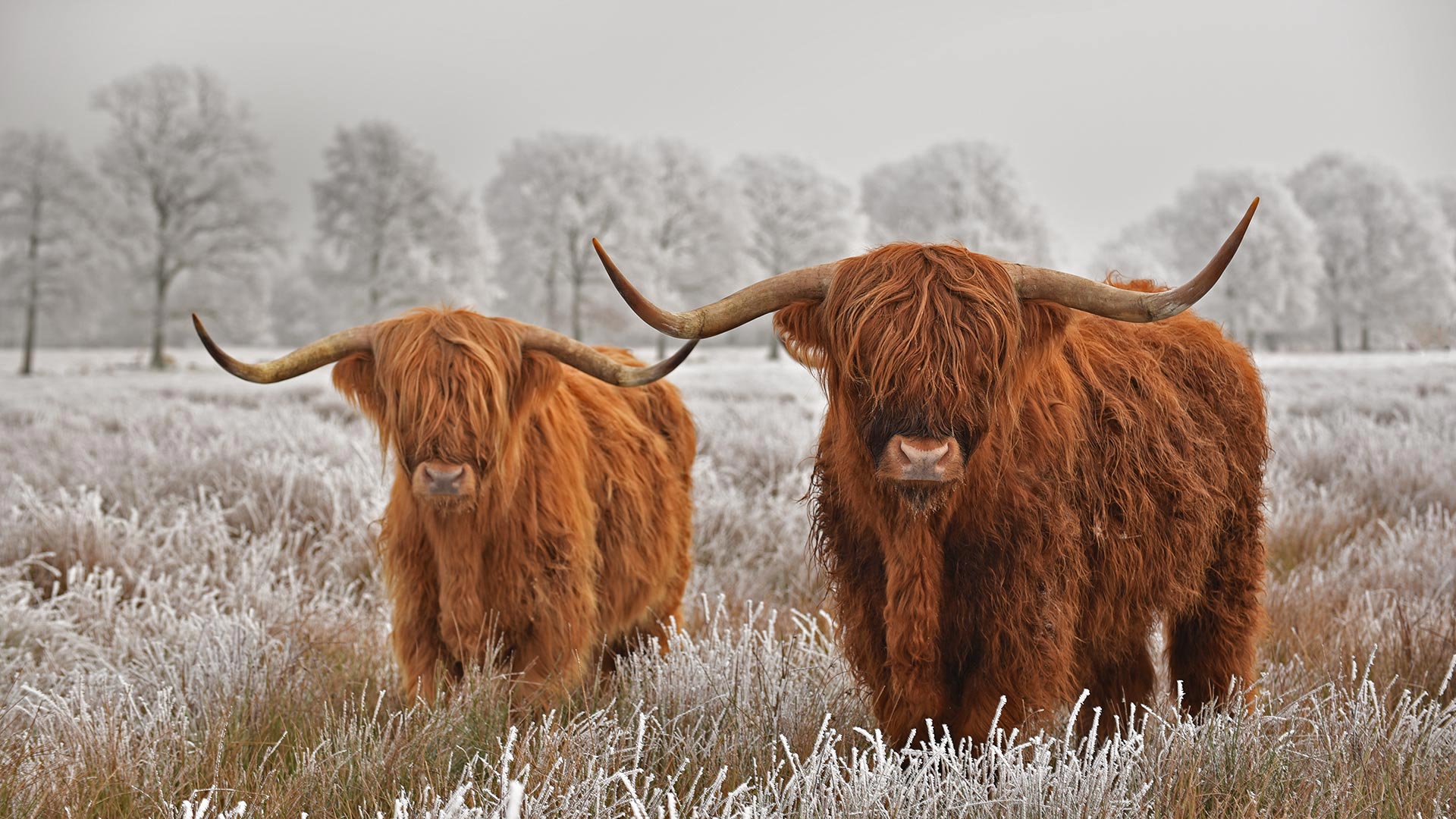 Hairy Highlanders