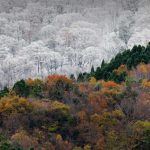 Kochi Fall