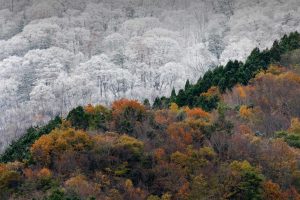 Kochi Fall