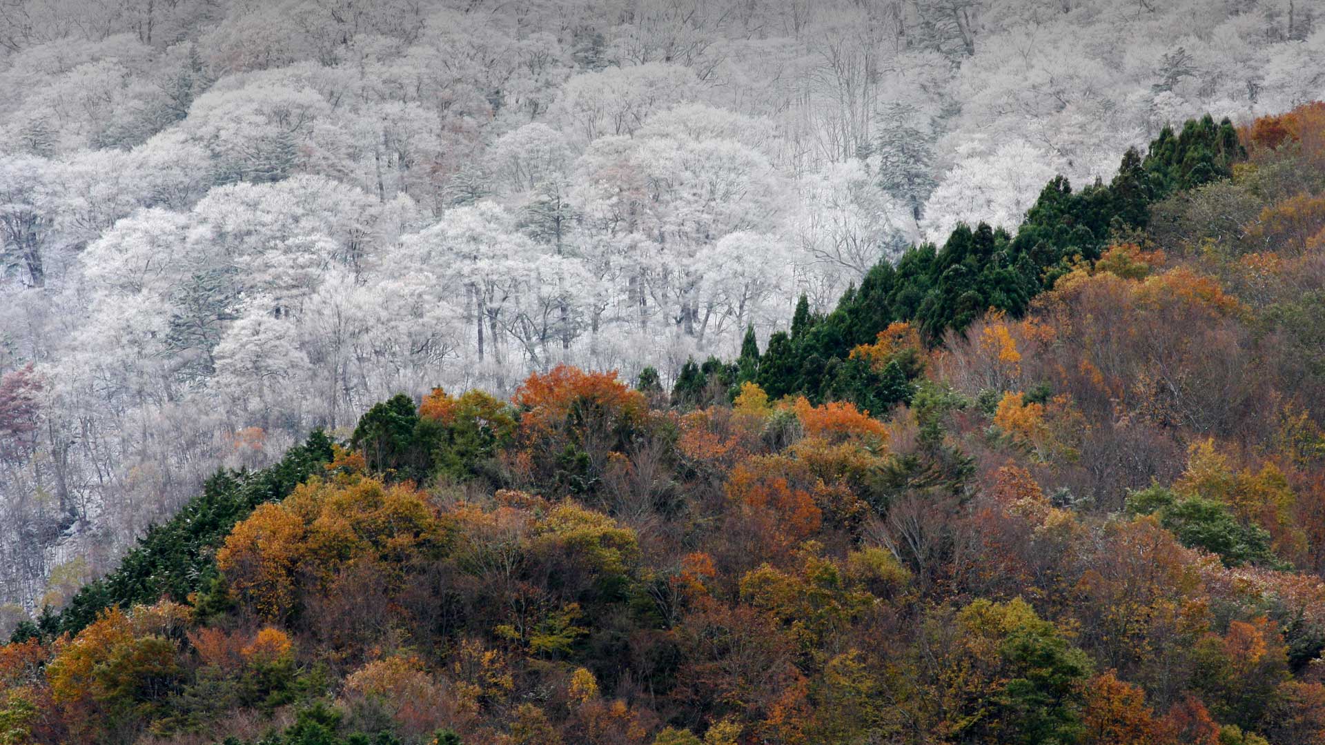 Kochi Fall