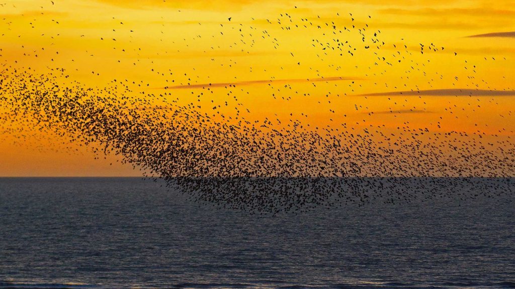 Murmurations