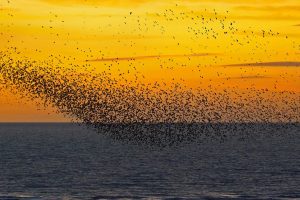 Murmurations