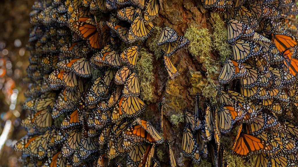 Overwintering Monarchs