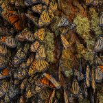 Overwintering Monarchs