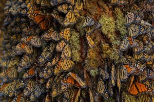 Overwintering Monarchs