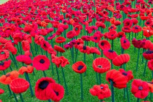 Poppy Project