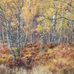 Silver Birch