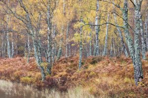 Silver Birch