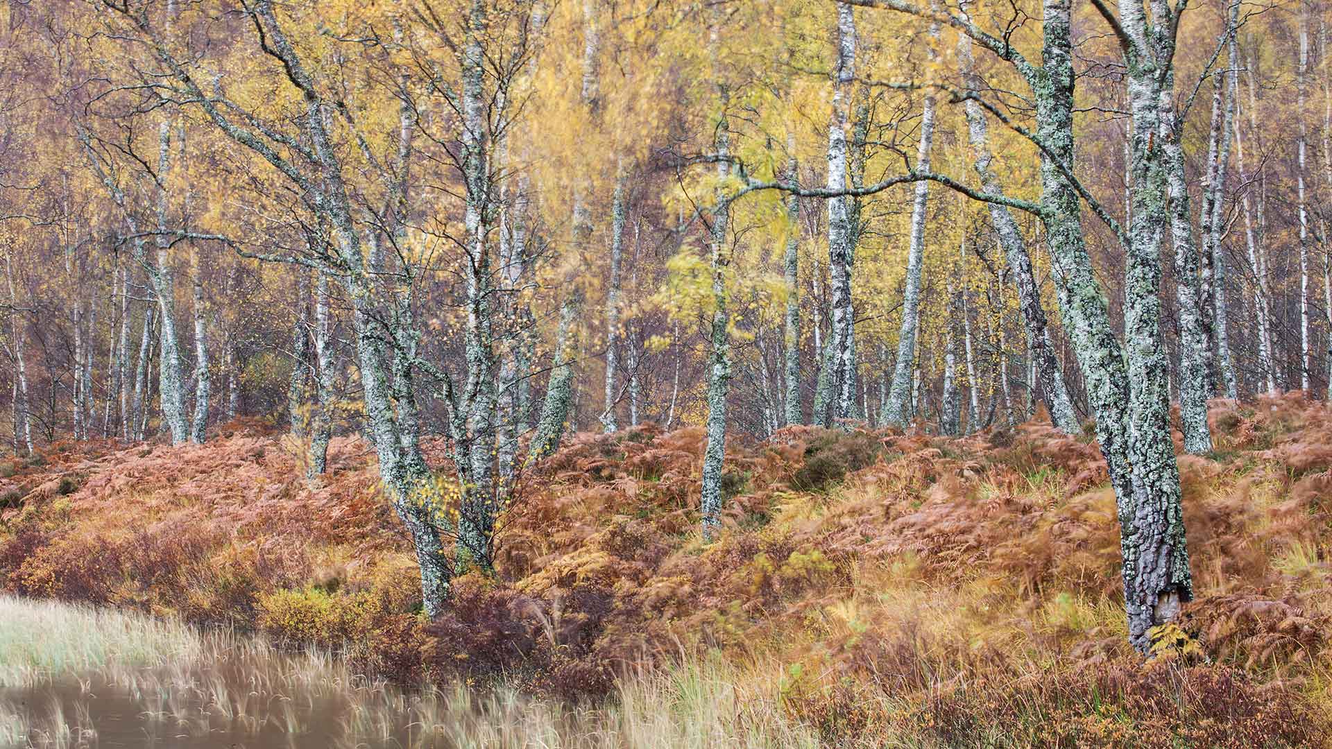 Silver Birch