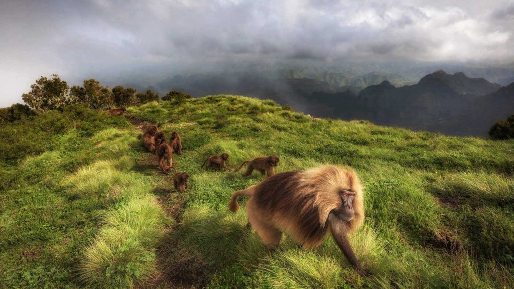 Simien Gelada