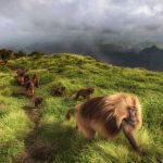 Simien Gelada