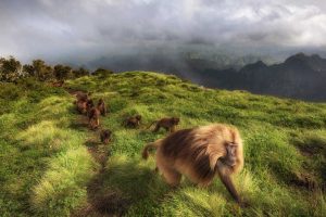 Simien Gelada